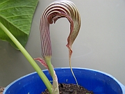 Arisaema bogneri